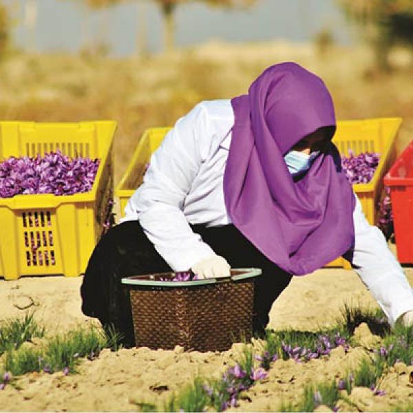 دهقان و مزرعه